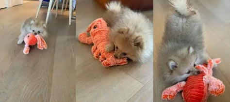 Floppy Lobster Interactive Dog & Cat Toy