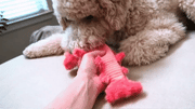 Floppy Lobster Interactive Dog & Cat Toy