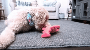 Floppy Lobster Interactive Dog & Cat Toy