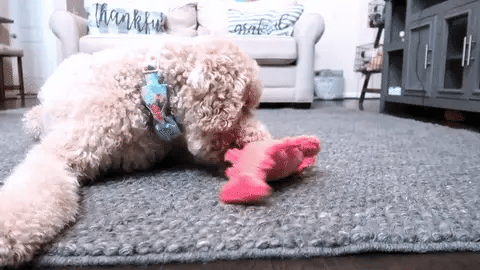 Floppy Lobster Interactive Dog & Cat Toy