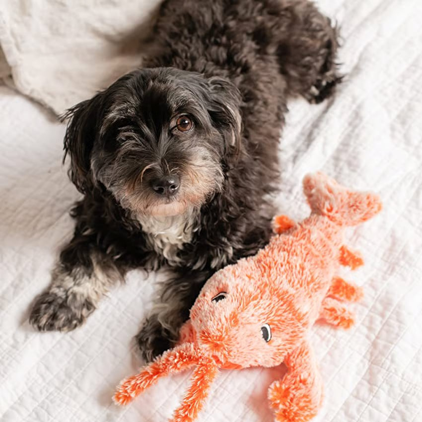 Floppy Lobster Interactive Dog & Cat Toy