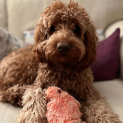 Floppy Lobster Interactive Dog & Cat Toy