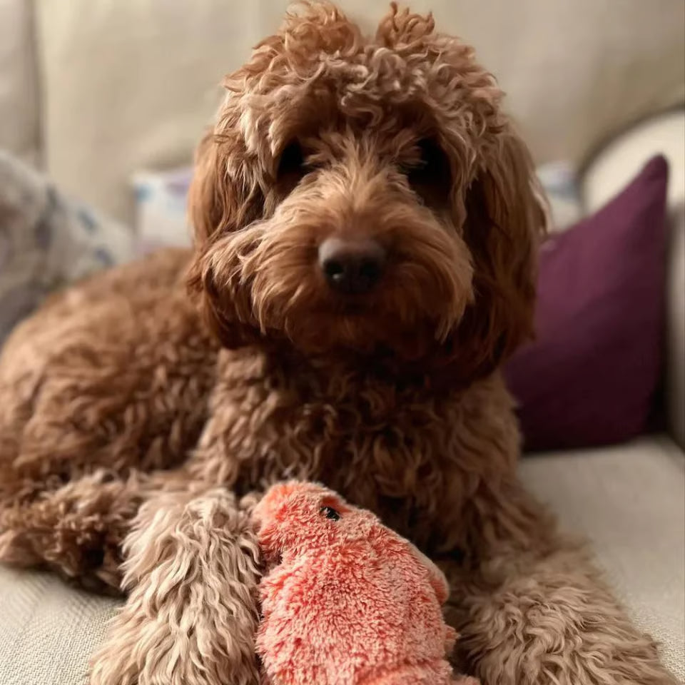 Floppy Lobster Interactive Dog & Cat Toy